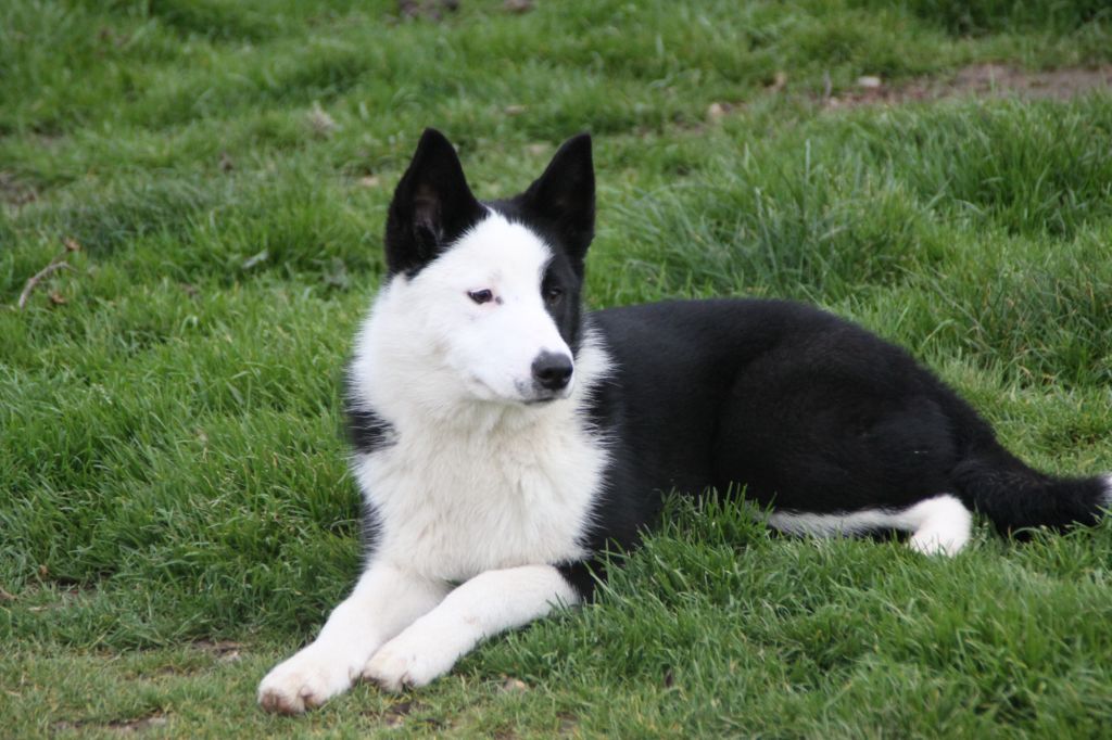 Arwen polly's bear dog