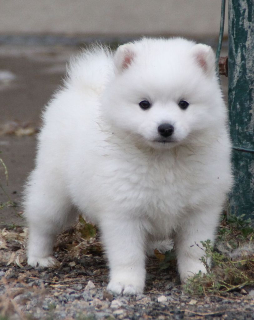 chiot Spitz japonais Of bloom white