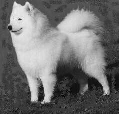 Priska Of bloom white