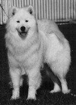 Orion Of bloom white