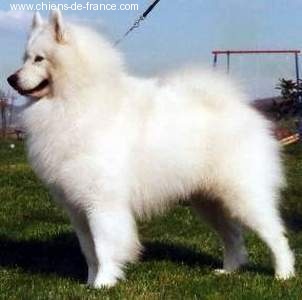 Oloksan Of bloom white
