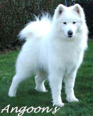 Vidi vanook Of bloom white