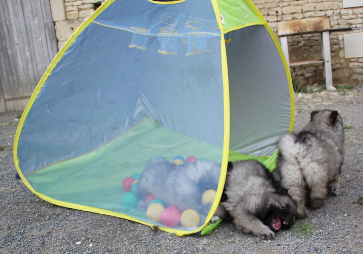 portée "FUZZIES"