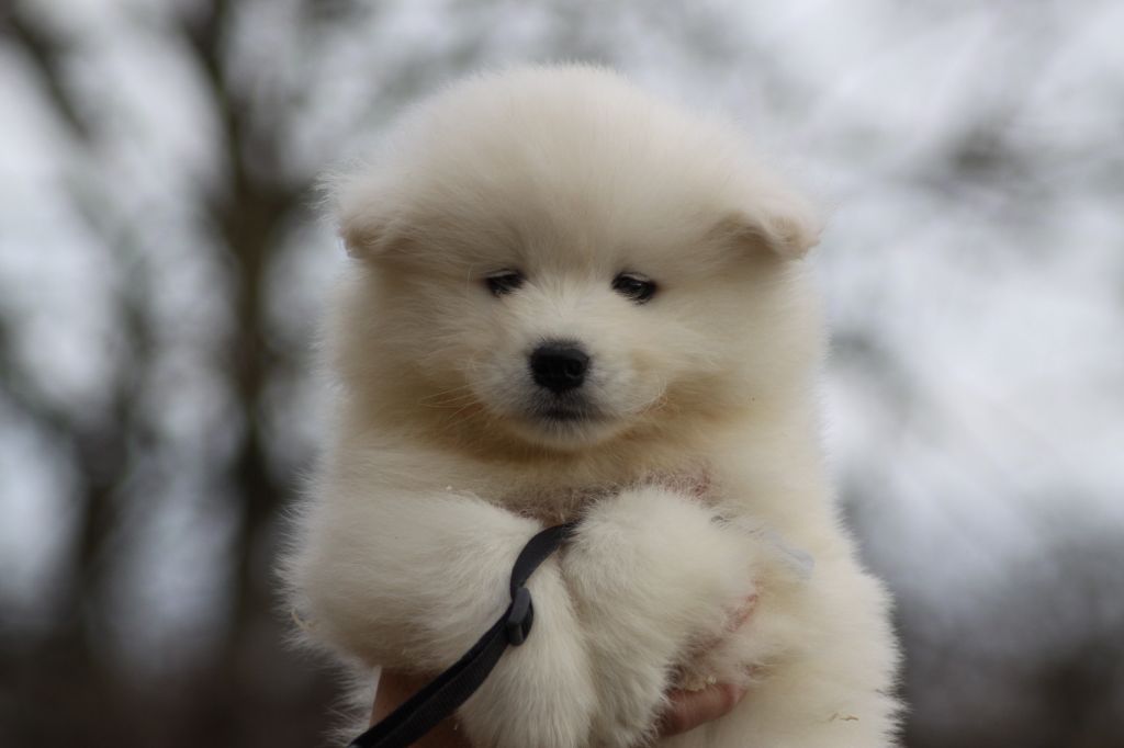 Chiot Samoyède Of bloom white