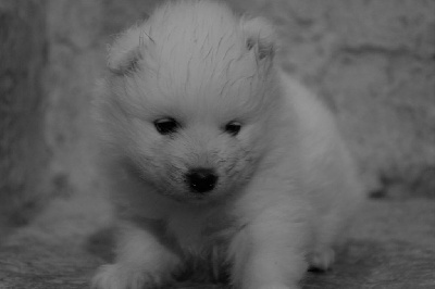 CHIOT 7