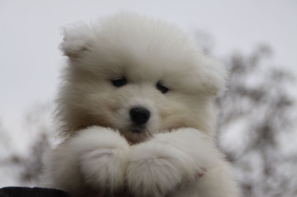 Chiot Samoyède Of bloom white